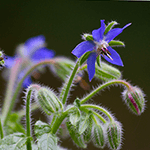 purple flower