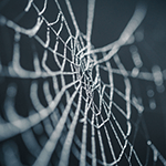 spider web