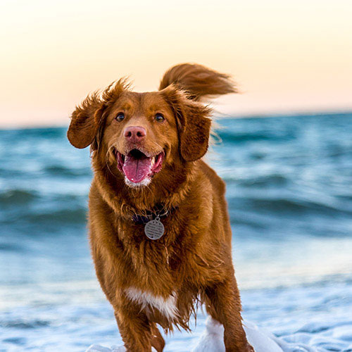 Dog running through ocean waves