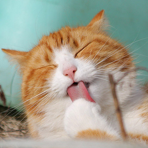 Tabby cat licking a paw